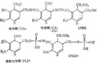 維生素B6及其輔酶的結(jié)構(gòu)式