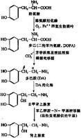 兒茶酚胺的合成