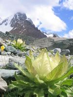 天山、雪蓮花渾然天成