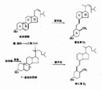 維生素d2和d3的生成