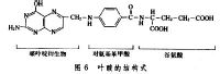 葉酸結構式