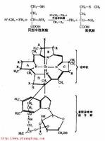 維生素B12 結構式