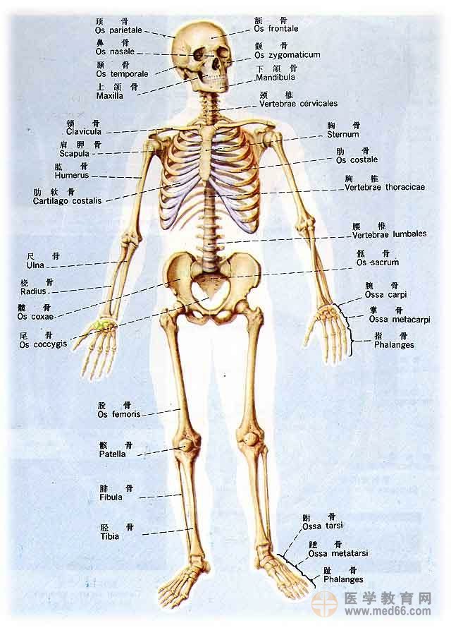 人體骨骼