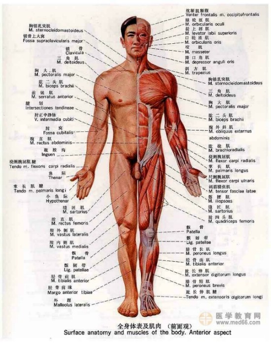 全身體表肌肉前面觀