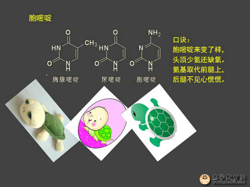 執(zhí)業(yè)藥師藥物化學官能團-記憶技巧