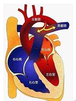 循環(huán)系統(tǒng)疾病病人的護(hù)理