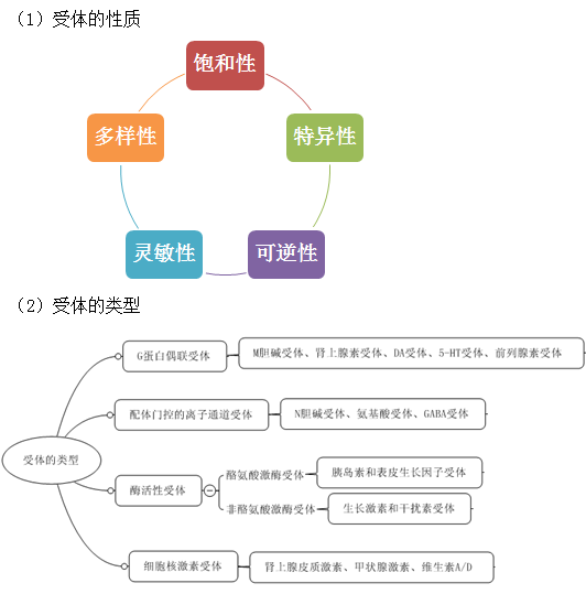 受體的性質(zhì)及類型