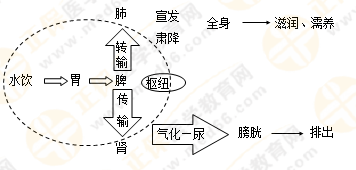 《中藥學(xué)綜合知識與技能》的藏象