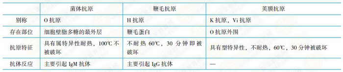 腸道桿菌抗原結構 