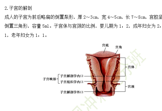 臨床助理醫(yī)師婦產(chǎn)科考試重點