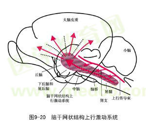 大腦皮質(zhì)結(jié)構(gòu)