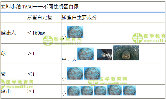 不同性質蛋白尿