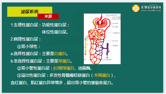 生理學(xué)蛋白尿