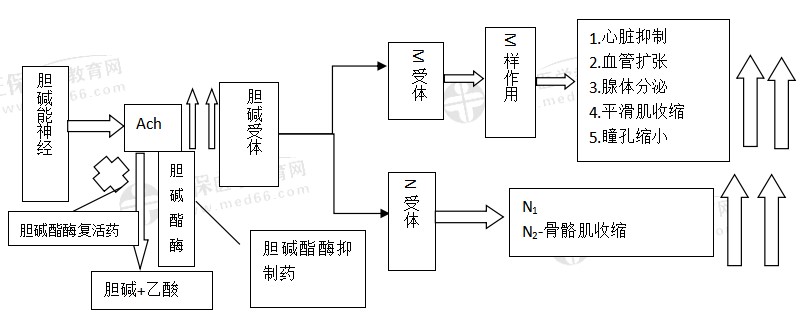 氯解磷定