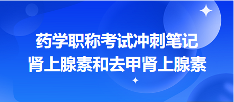 腎上腺素和去甲腎上腺素-2024藥學(xué)職稱考試沖刺筆記