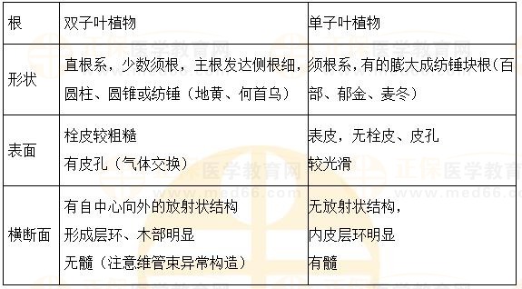 根及根莖類植物概述-2023執(zhí)業(yè)藥師《中藥一》重要知識點(diǎn)打卡