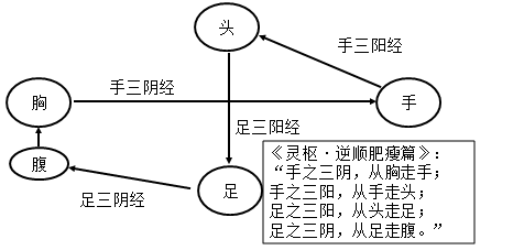 十二經(jīng)脈的走向和交接